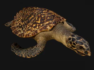 Turtle Reptile Animated 3D Model