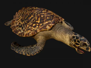 Turtle Reptile Animated 3D Model