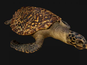Turtle Reptile Animated 3D Model