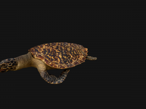 Turtle Reptile Animated 3D 模型