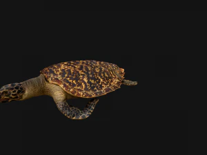 Turtle Reptile Animated 3D Model