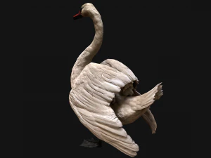 Swan Bird 3D Model