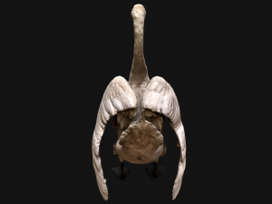 Swan Bird Model 3D