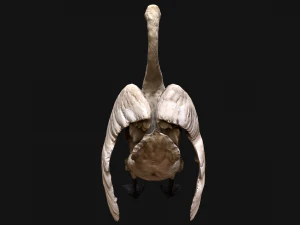 Swan Bird 3D Model
