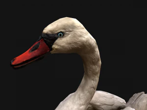 Swan Bird 3D Model
