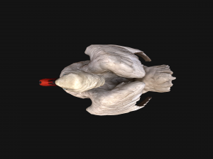 Swan Bird Model 3D