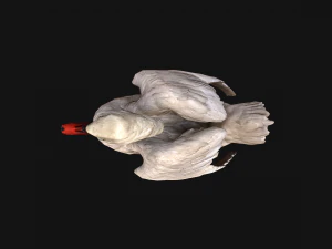 Swan Bird 3D Model