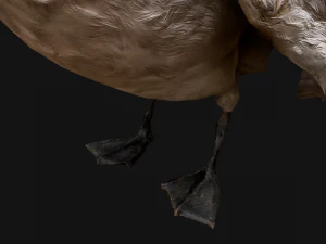 Swan Bird 3D Model
