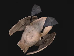 Swan Bird 3D Model