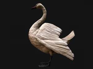 Swan Bird 3D Model