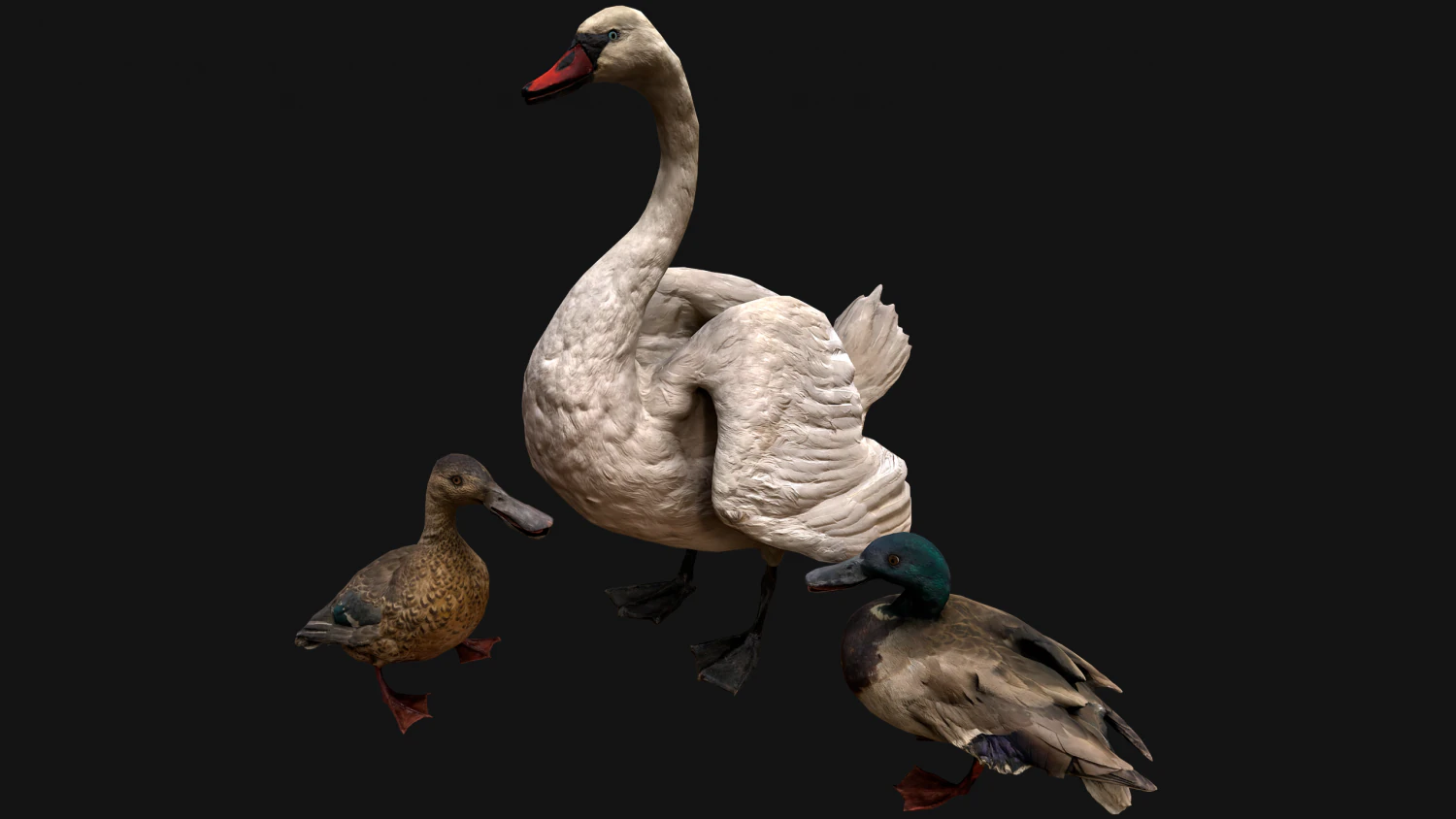Swan and Ducks Birds Pack 3D Model .c4d .max .obj .3ds .fbx .stl .blend 
