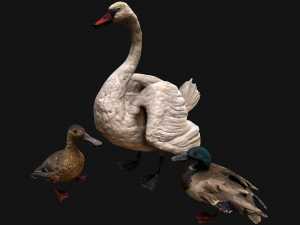 Swan and Ducks Birds Pack Modèle 3D