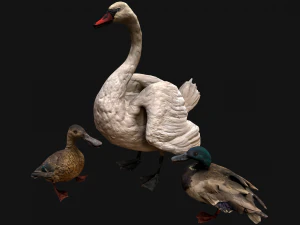 Pacote de p&aacute;ssaros cisnes e patos Modelo 3D
