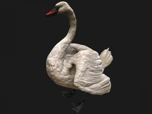 Swan and Ducks Birds Pack 3D Model