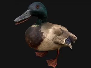 Swan and Ducks Birds Pack 3D Model