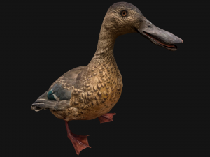 Swan and Ducks Birds Pack Modelo 3D