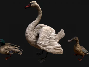 Swan and Ducks Birds Pack 3D Model