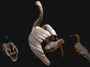 Swan and Ducks Birds Pack Modelo 3D