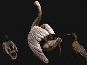 Swan and Ducks Birds Pack 3D Model