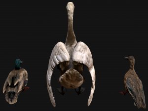 Swan and Ducks Birds Pack Modelo 3D