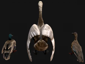 Swan and Ducks Birds Pack 3D Model