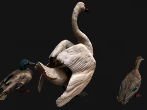 Swan and Ducks Birds Pack 3D Model