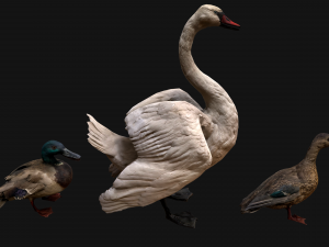 Swan and Ducks Birds Pack Modelo 3D