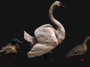 Swan and Ducks Birds Pack 3D Model