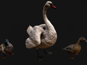 Swan and Ducks Birds Pack 3D Model