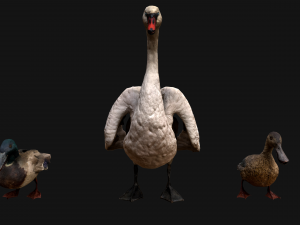 Swan and Ducks Birds Pack Modelo 3D