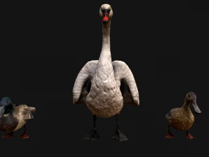 Swan and Ducks Birds Pack 3D Model