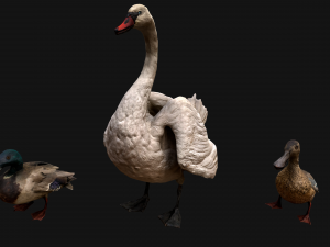 Swan and Ducks Birds Pack Modelo 3D