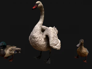 Swan and Ducks Birds Pack 3D Model
