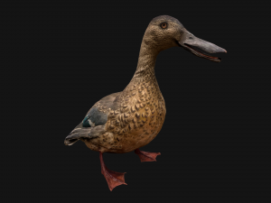 Swan and Ducks Birds Pack Modelo 3D