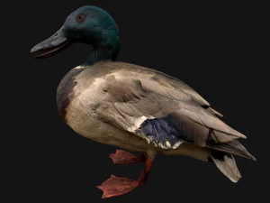 Swan and Ducks Birds Pack 3D Model