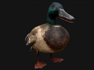 Swan and Ducks Birds Pack 3D Model