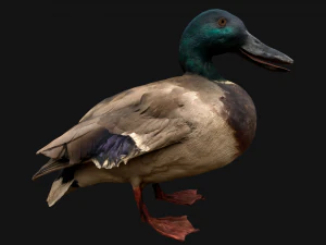 Swan and Ducks Birds Pack 3D Model