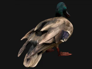 Swan and Ducks Birds Pack 3D Model