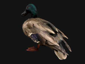 Swan and Ducks Birds Pack 3D Model