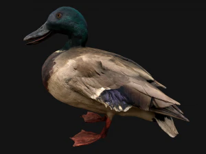 Swan and Ducks Birds Pack 3D Model