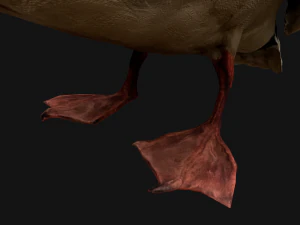Swan and Ducks Birds Pack 3D Model