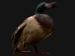 Swan and Ducks Birds Pack 3D Model
