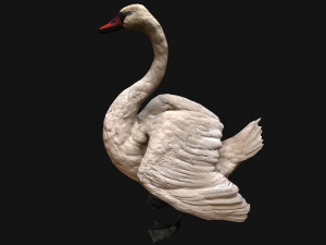Swan and Ducks Birds Pack 3D Model