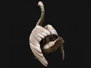 Swan and Ducks Birds Pack 3D Model
