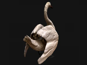 Swan and Ducks Birds Pack 3D Model