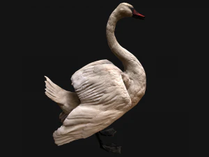 Swan and Ducks Birds Pack 3D Model