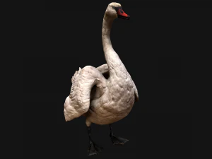 Swan and Ducks Birds Pack 3D Model
