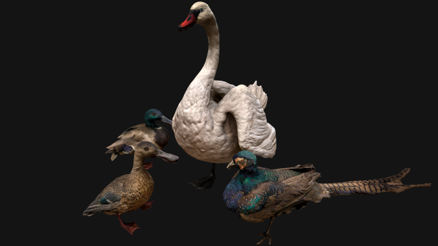 Birds set Swan Ducks Pheasant Modello 3D .c4d .max .obj .3ds .fbx .stl .blend 