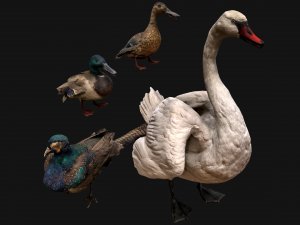 Birds set Swan Ducks Pheasant Modello 3D