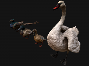 Birds set Swan Ducks Pheasant Modello 3D
